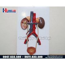 Mô hình giải phẫu hệ tiết niệu